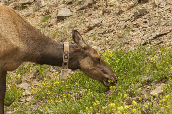 CO, Rocky Mts Elk cow with collar eating flowers